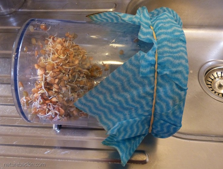 Rinsing lentils that have sprouted