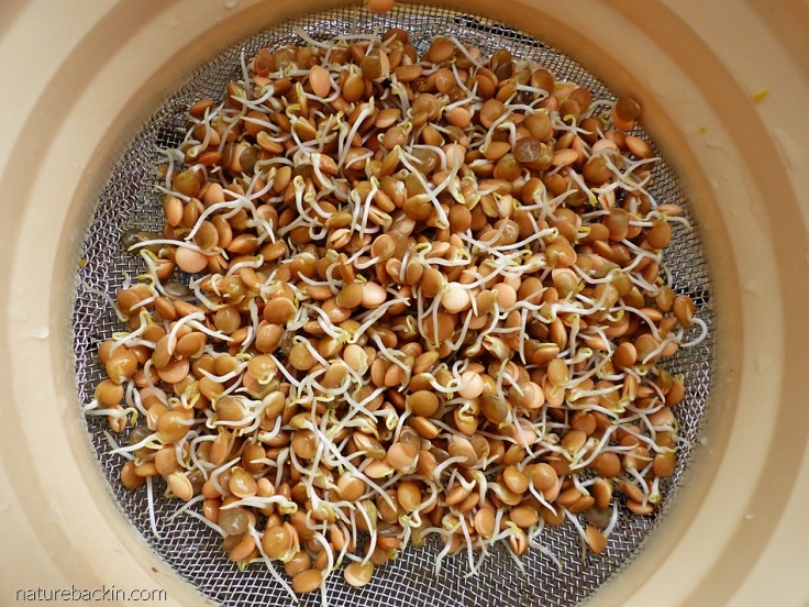 Fresh lentil sprouts