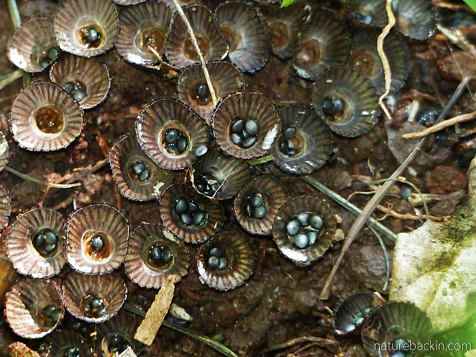 Cups holding spore capsules of a birds' nest fungus. South Africa
