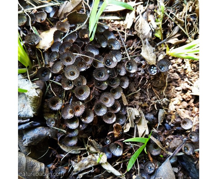 Fruiting bodies of Cyathus striatus, Fluted birds' nest fungus