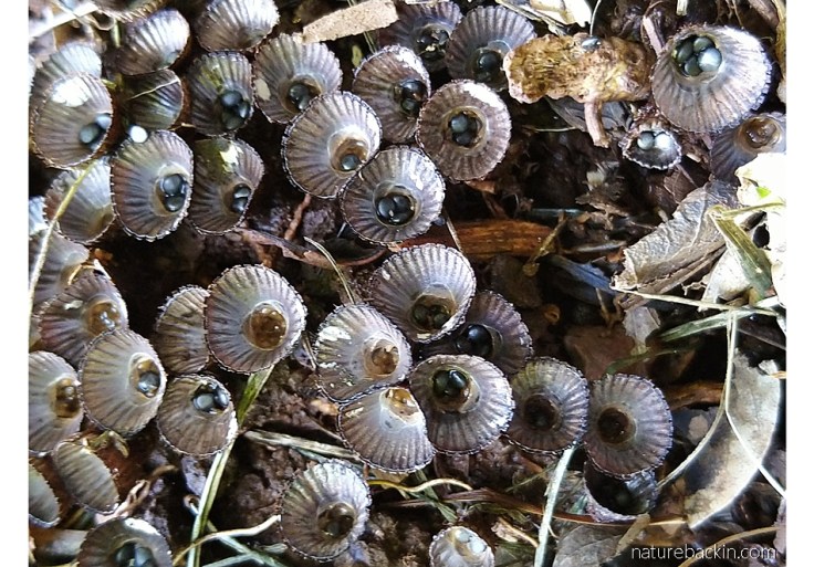 Fluted birds' nest fungus showing the cups bearing spore-bearing capsules
