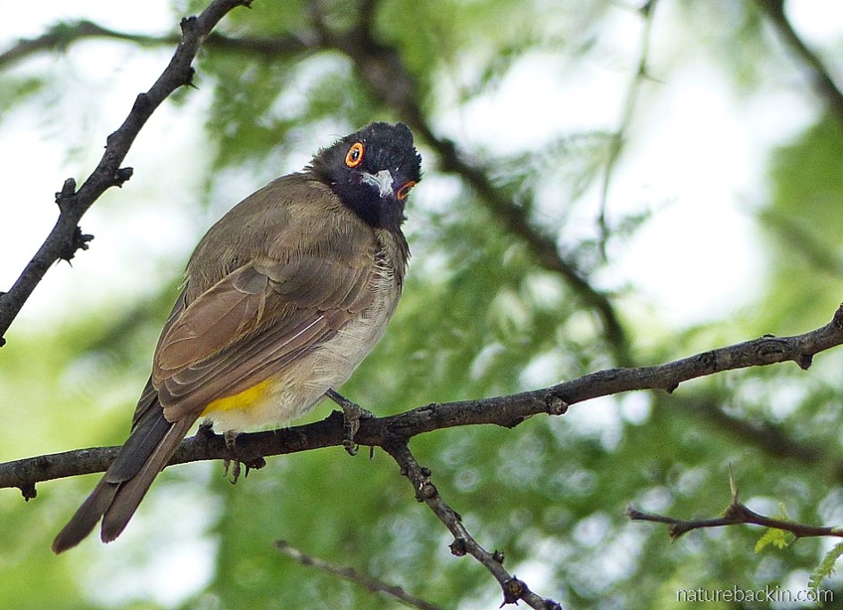 African red-eyed bulbul at the Central Kalahari Game Reserve, Botswana