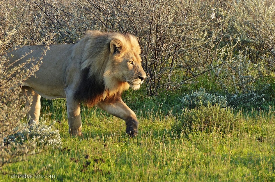 Male lion in morning sunlight near the Phokoje campsite at the Central Kalahari Game Reserve, Botswana