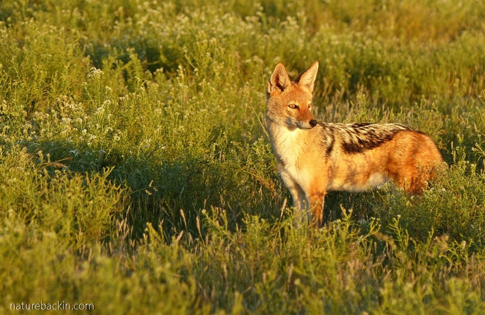 Black-backed jackal at the Central Kalahari Game Reserve, Botswana