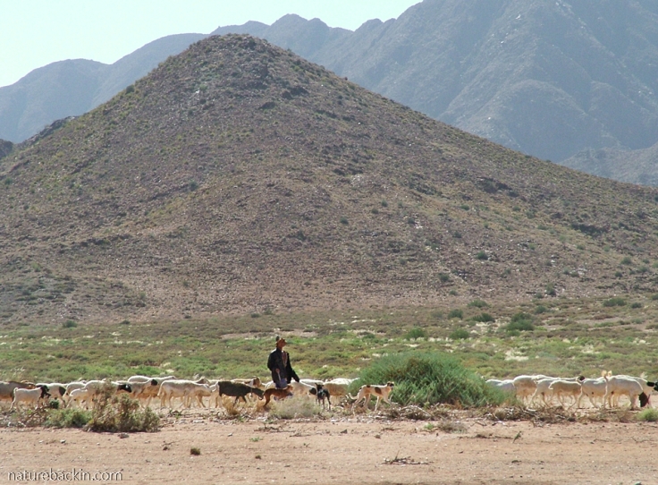 Nama herder with flock and dogs, Richtersveld National Park, South Africa