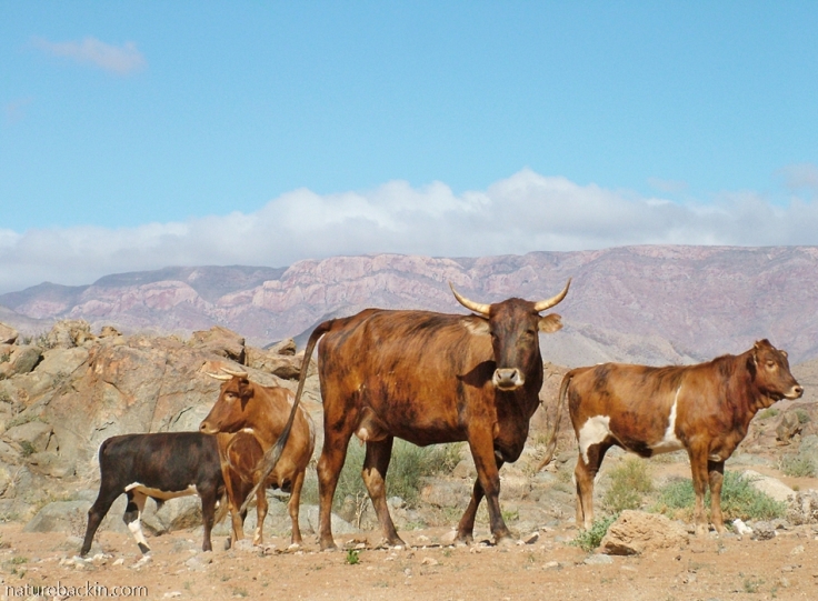 Cattle in the Ricthersveld National Park, South Africa