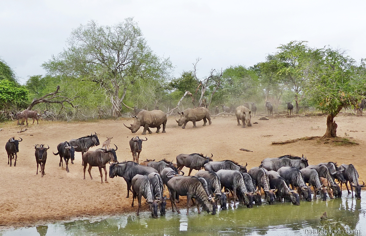 Wildebeest and white rhino coming to drink at KuMasinga Hide watering hole, Mkhuze Game Reserve, South Africa