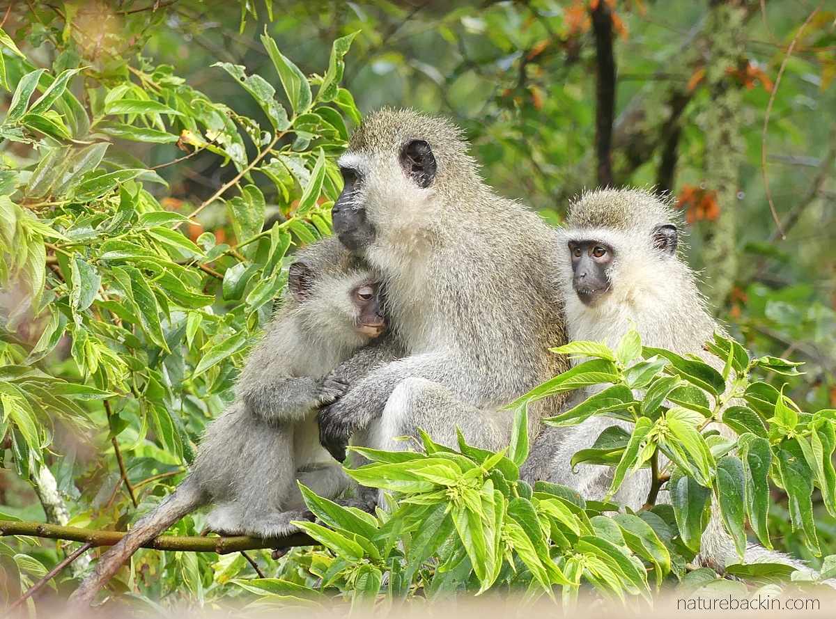 Vervet monkeys keeping close on a cold morning, KwaZulu-Natal
