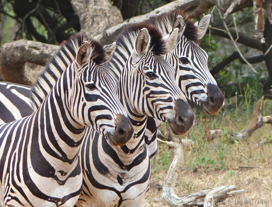 Alert zebras at the waterhole at KuMasinga Hide, Mkuze Game Reserve