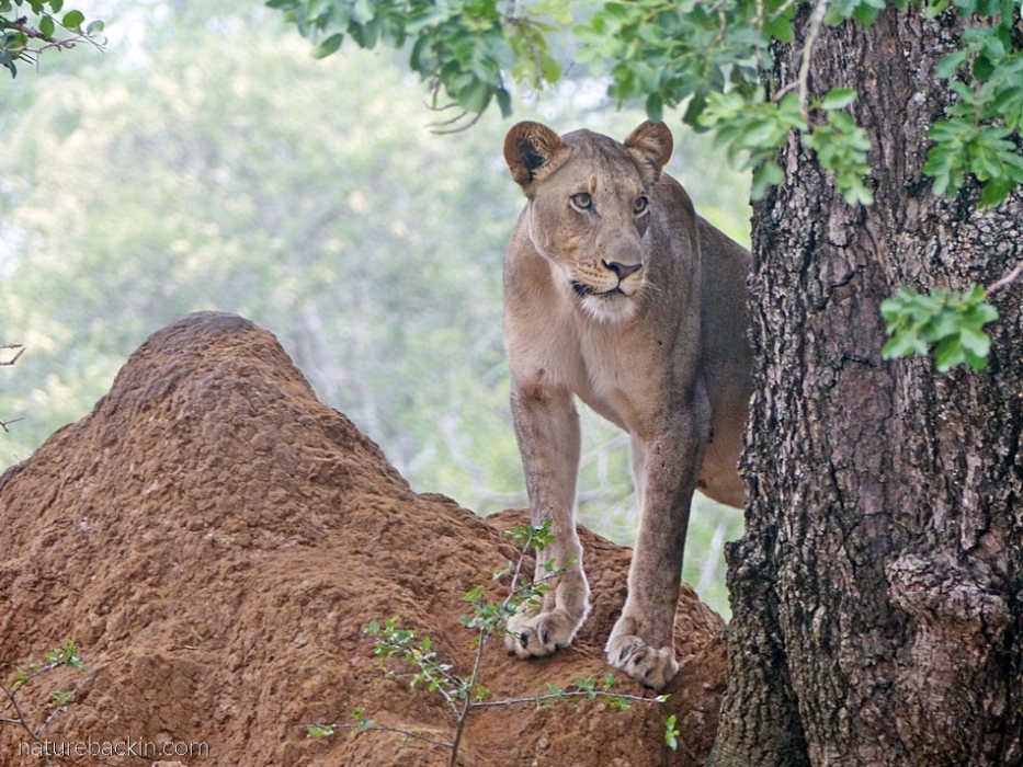 Lioness on an anthill at KuMasinga Hide, Mkuze Game Reserve