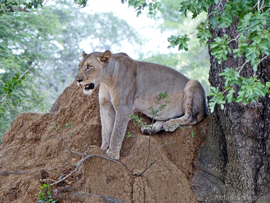 Lioness watching from an anthill at KuMasinga Hide, Mkuze Game Reserve