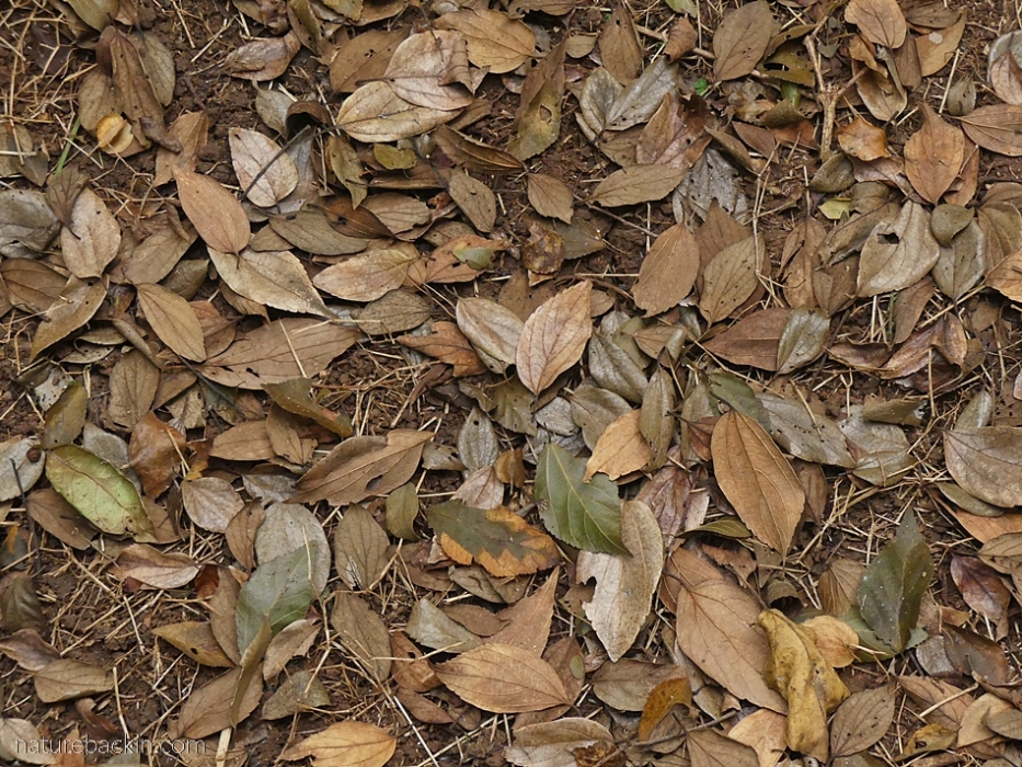 Fallen leaves of the white stinkwood tree (Celtis africana).