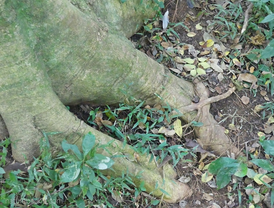 Roots and trunk of the white stinkwood tree, South Africa