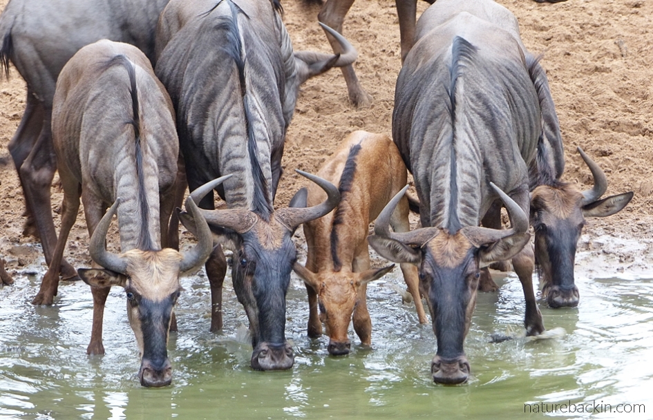 Wildebeest drinking at KuMasinga, Mkhuze Game Reserve, KwaZulu-Natal