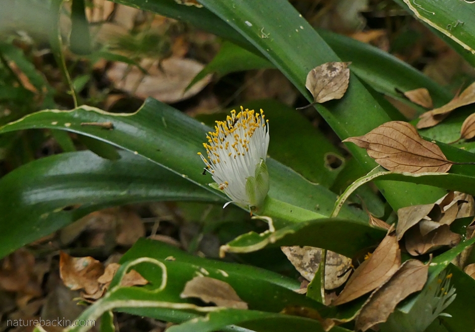 Flower of the Haemanthus albiflos, white paint brush plant, KwaZulu-Natal