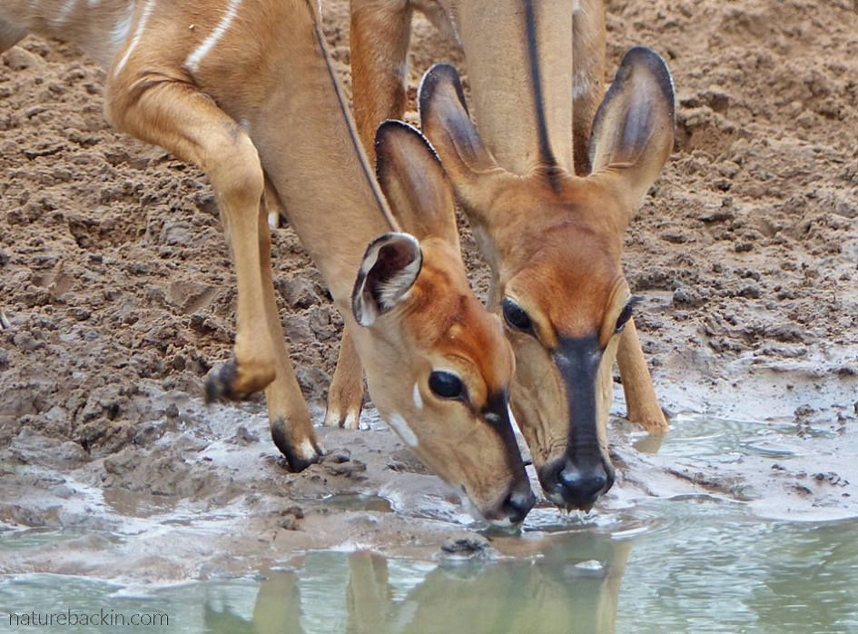 Two nyala drinking at KuMasinga, Mkhuze Game Reserve, South Africa