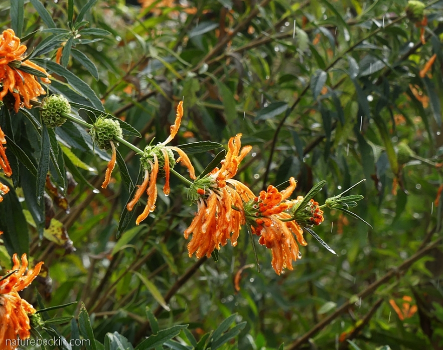 Flowers of the Wild Dagga (Leonotus leonurus), 