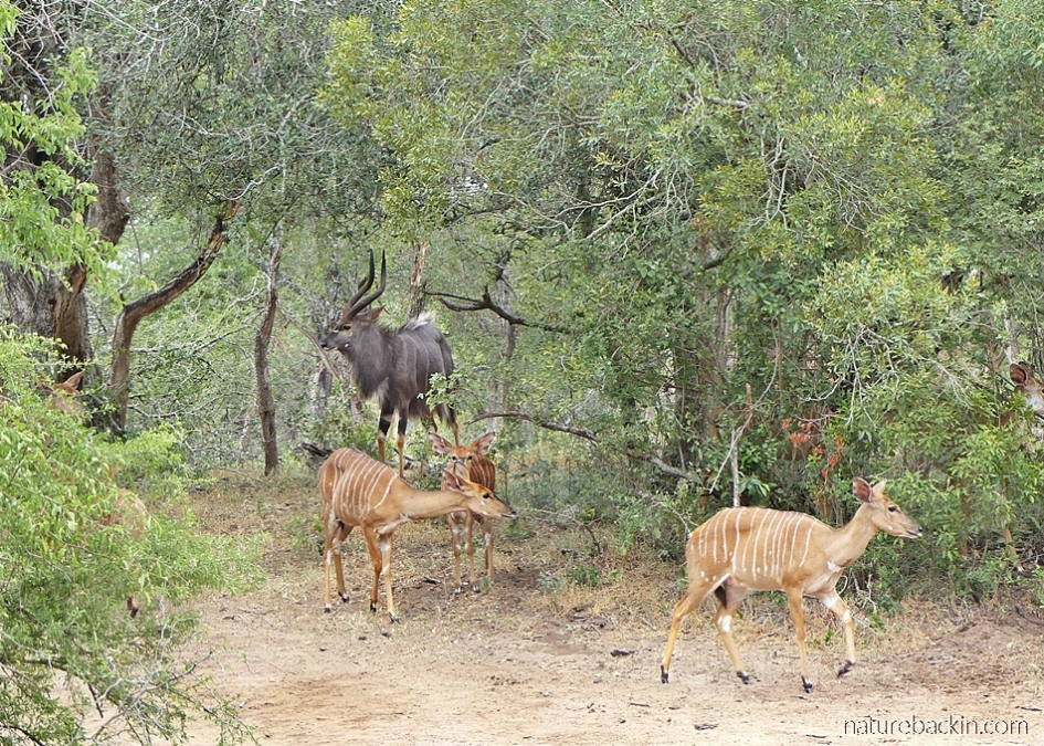 Nyala emerging from the sand forest, Mkhuze Game Reserve, South Africa