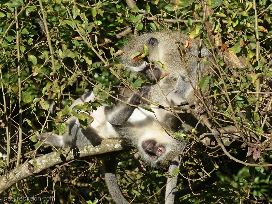 Vervet monkeys grooming in the sunshine, KwaZulu-Natal
