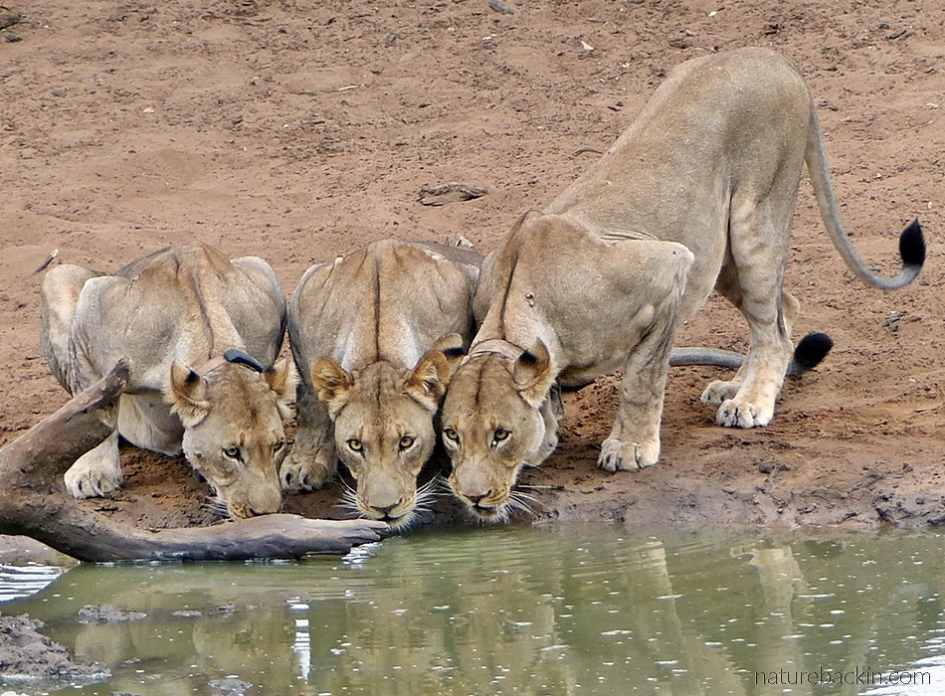 Lionesses drinking at waterhole at KuMasinga, Mkhuze Game Reserve