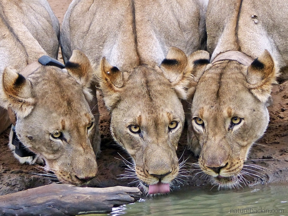Three lions drinking at waterhole at KuMasinga, Mkhuze Game Reserve