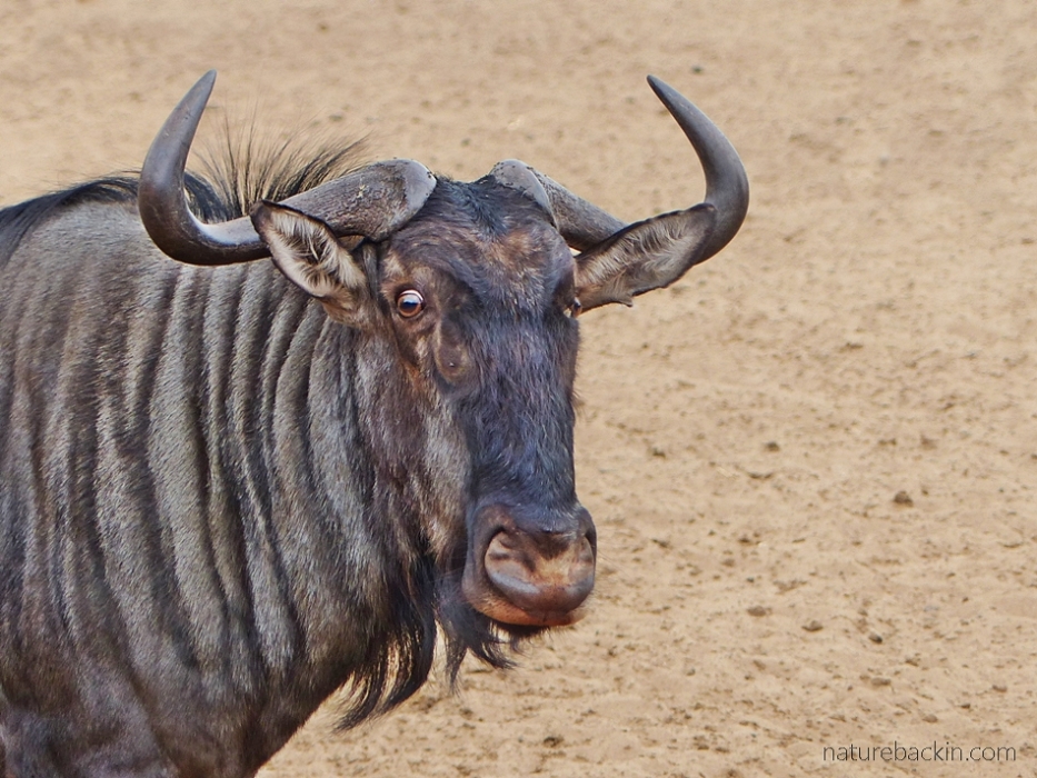 Alert wildebeest at at waterhole at KuMasinga, Mkhuze Game Reserve, South Africa