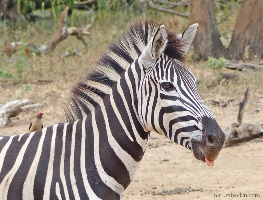 Zebra with oxpecker, Mkhuze Game Reserve