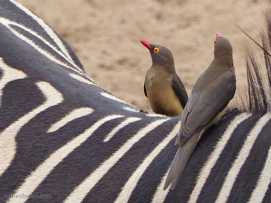 Red-billed oxpeckers on zebra at Mkhuze Game Reserve