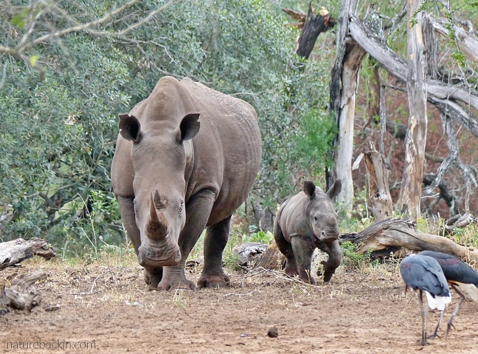 White rhino and young calf at  Mkhuze Game Reserve, South Africa