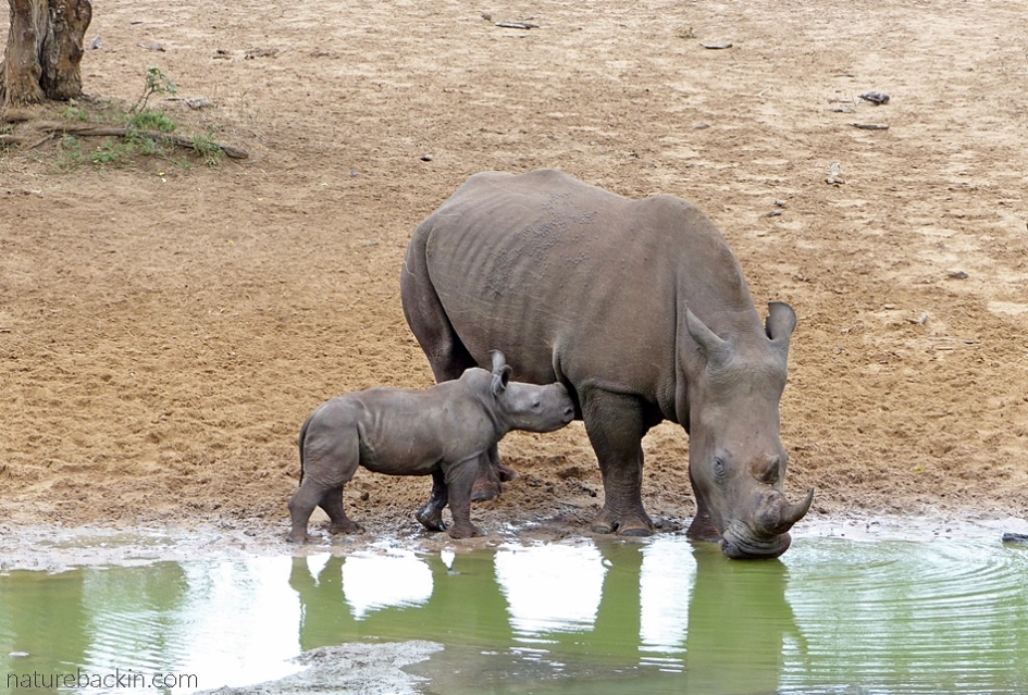White rhino and calf at the waterhole at KuMasinga,  Mkhuze Game Reserve