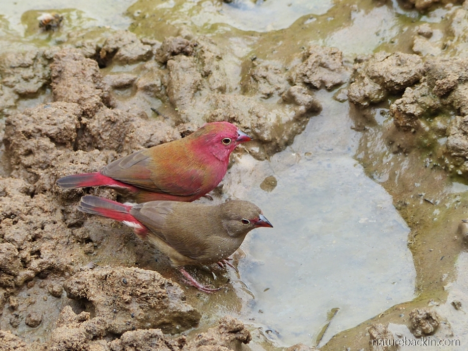 Pair of red-billed firefinches drinking at  Mkhuze Game Reserve
