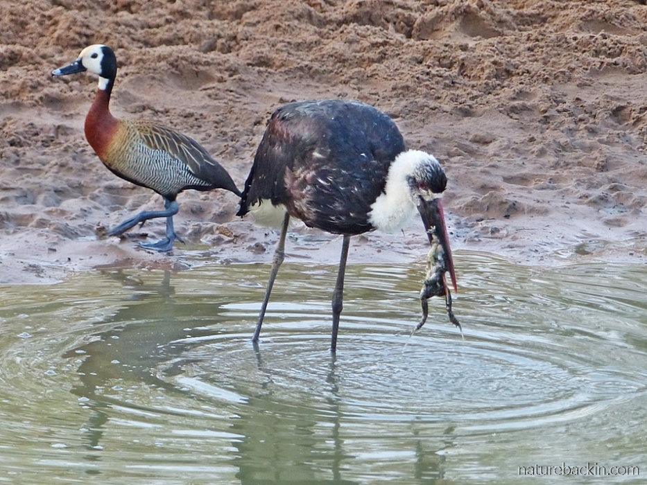 Woolly-necked stork catching frog as white-faced whistling duck walks by, at  Mkhuze Game Reserve
