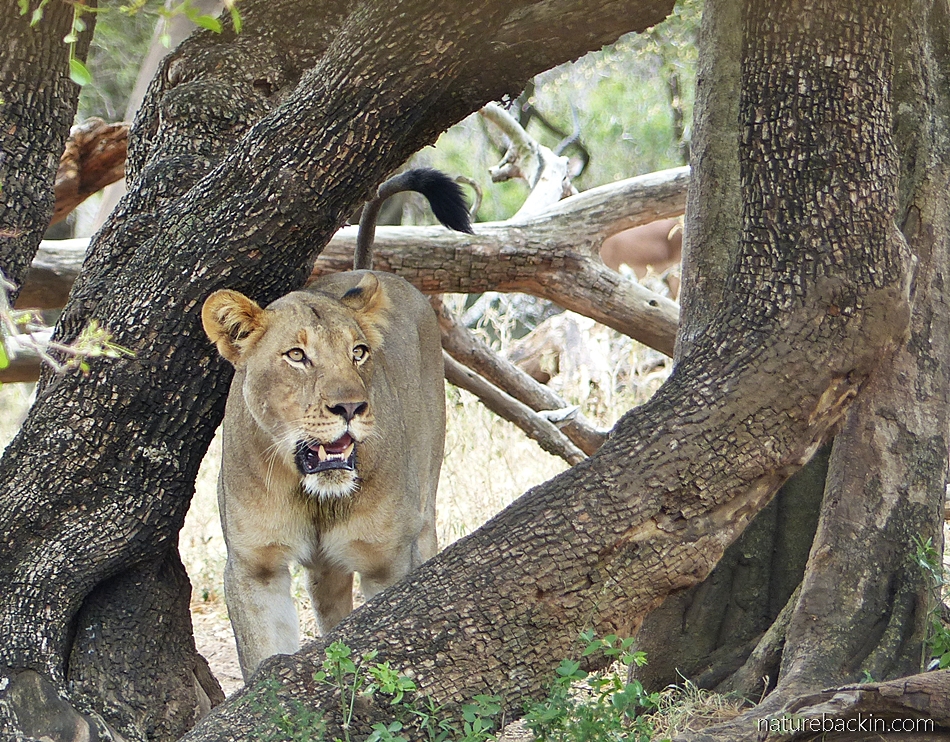 Watchful lion at Mkhuze Game Reserve, South Africa