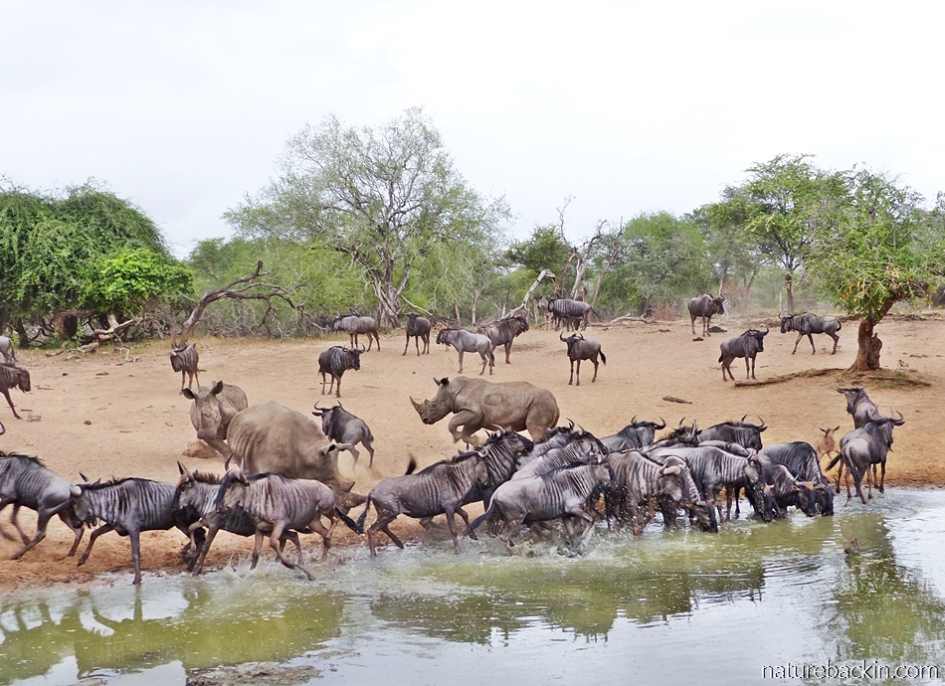 Rhino and wildebeest turning to run away from the waterhole at KuMasinga, Mkhuze Game Reserve    