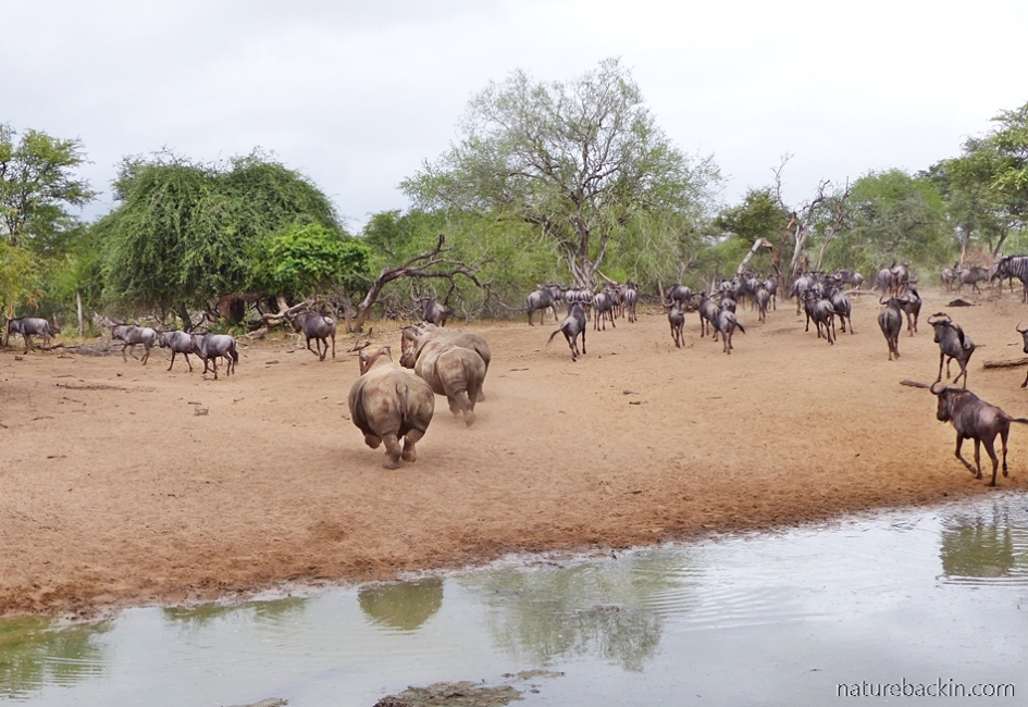 Rhino and wildebeest running away from the waterhole at KuMasinga, Mkhuze Game Reserve    