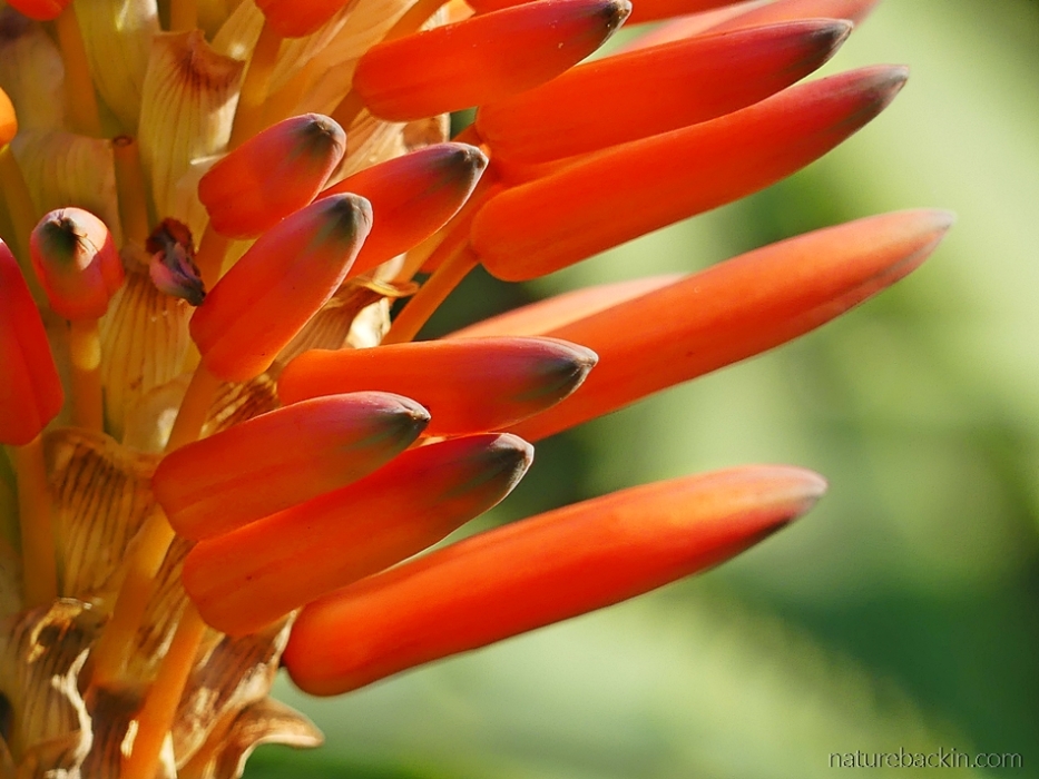Close-up of the flowers of the krantz aloe