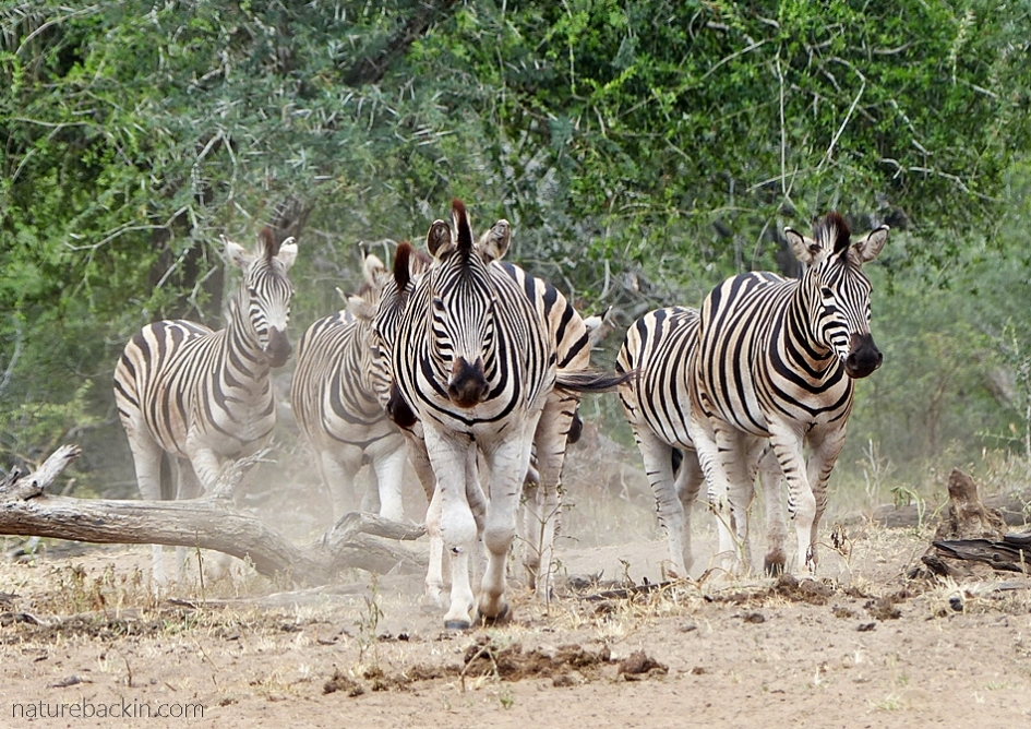 Zebra coming down to drink at  KuMasinga Hide at Mkhuze Game Reserve, South Africa