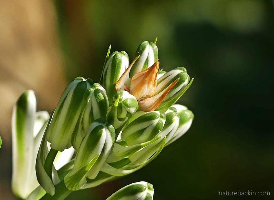 Green and white flower buds of an albuca plant