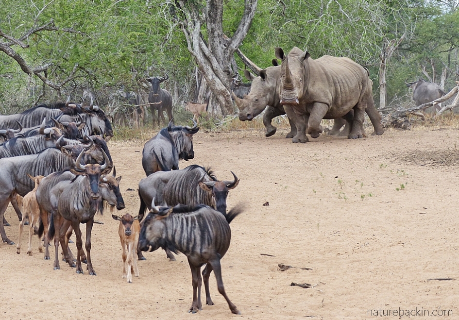 Wildebeest and white rhino coming down to drink at the waterhole at KuMasinga Hide, Mkuze Game Reserve
