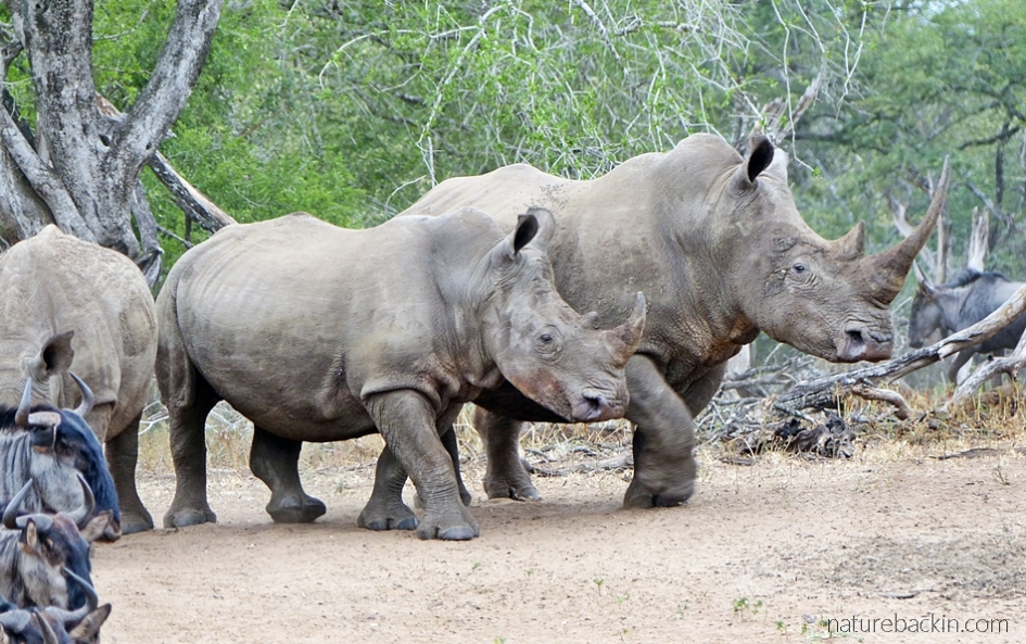 Whiite rhino coming down to drink at the waterhole at KuMasinga Hide, Mkuze Game Reserve