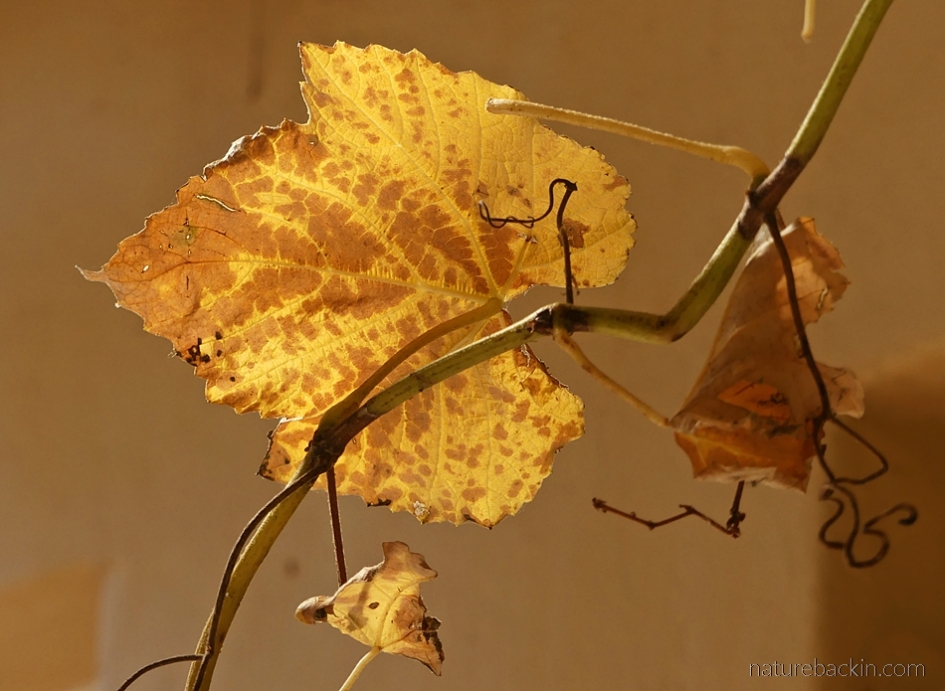 Grapevine leaf autumn colours