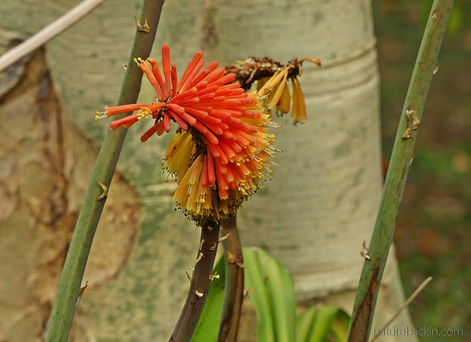 Flowers of the red-hot poker (Kniphofia praecox)