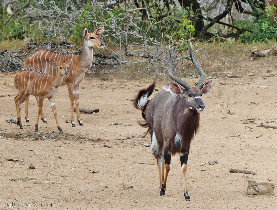 Nyala antelope coming down to drink at the waterhole at KuMasinga Hide, Mkuze Game Reserve