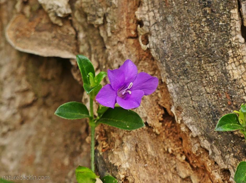 Purple flower of the bush violet, KwaZulu-Natal