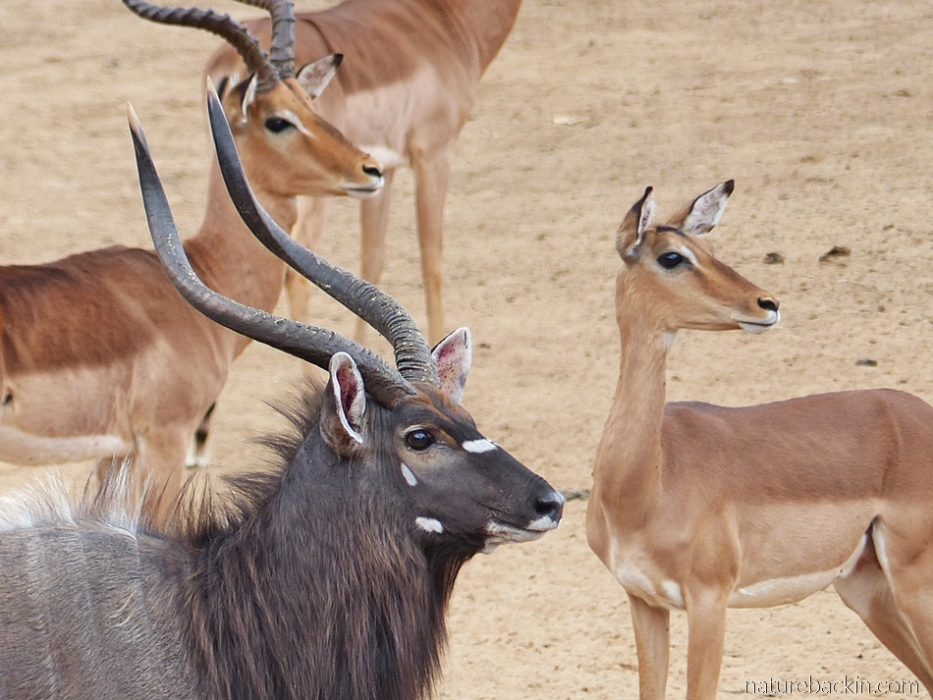 Alert nyala and impala at the waterhole at KuMasinga Hide, Mkuze Game Reserve