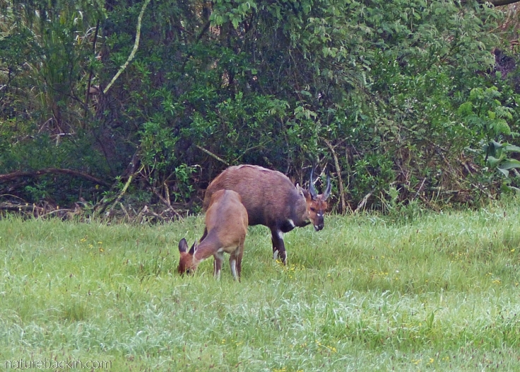 Pair of bushbucks eating grass out in the open, KwaZulu-Natal Midlands