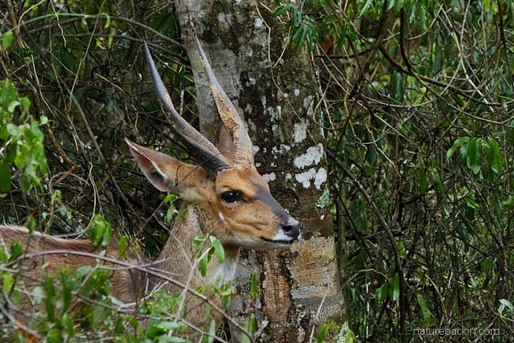 Bushbuck ram showing his horns, KwaZulu-Natal