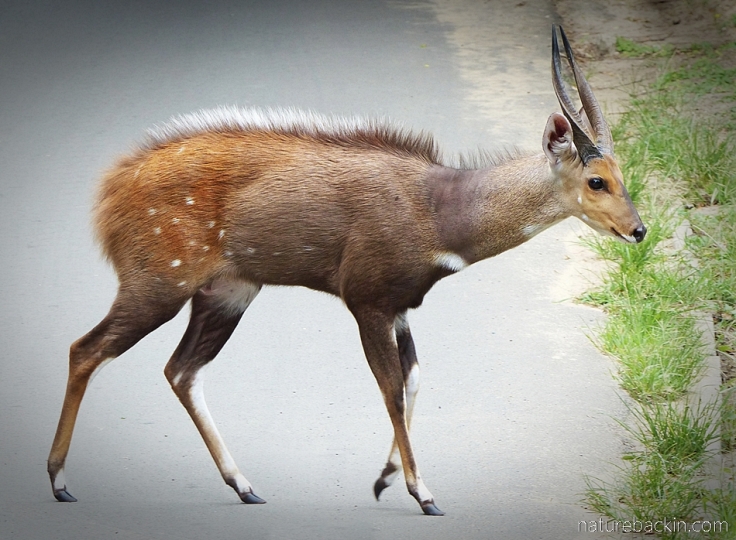 Bushbuck ram crossing a road at Cape Vidal, KwaZulu-Natal