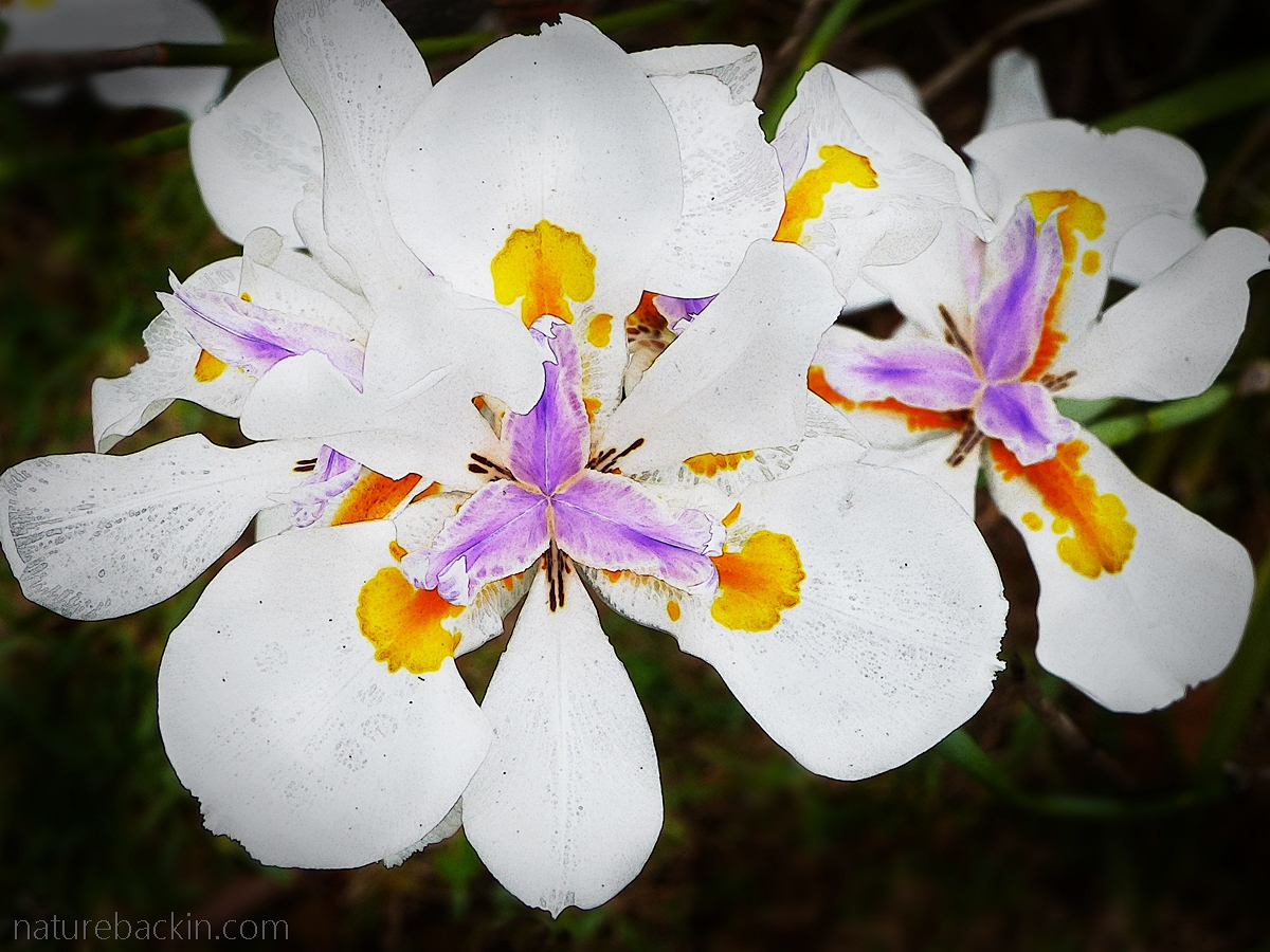 Wild iris flower