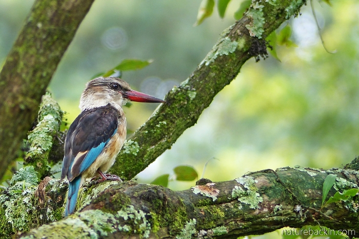 Brown-hooded kingfisher perched in a tree, KwaZulu-Natal